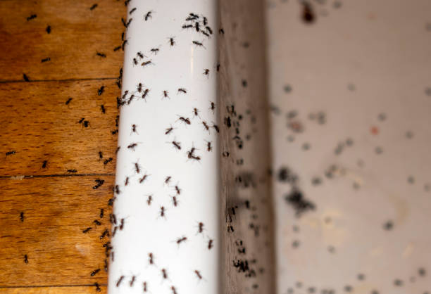 Wasp Removal Services in Lodi, OH