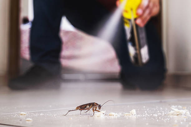 Best Spider Control Near Me  in Lodi, OH