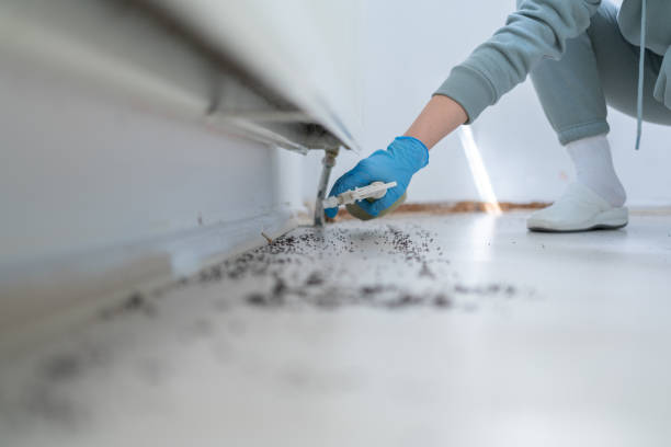Best Termite Control Services  in Lodi, OH