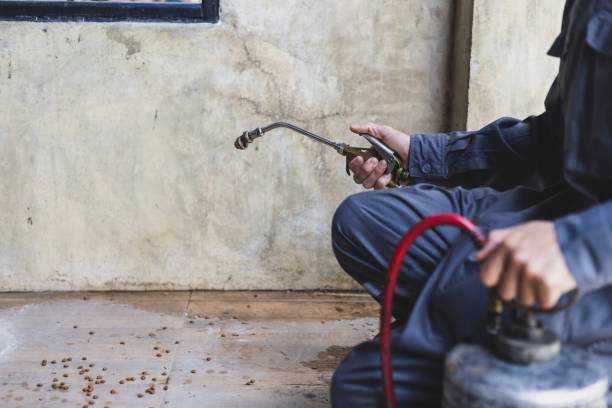 Best Rat Extermination Near Me  in Lodi, OH